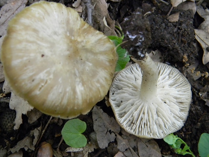 6)Vecchi ritrov.maggio 2013 sotto Quercia