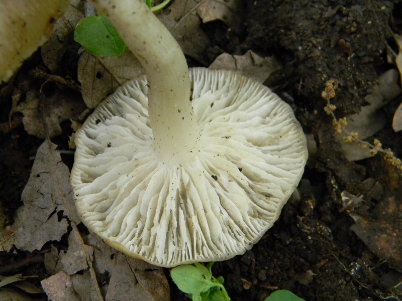 6)Vecchi ritrov.maggio 2013 sotto Quercia