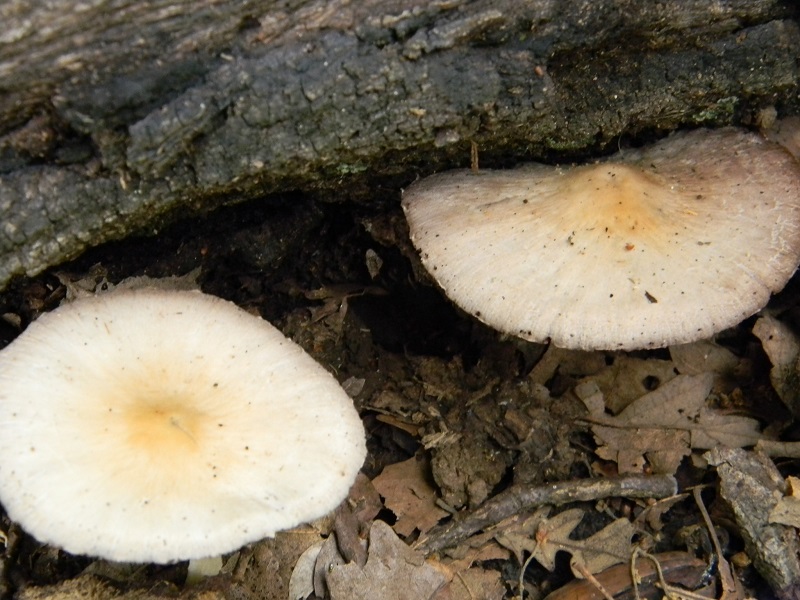 7)Vecchio ritrov.maggio 2013 sotto Quercia