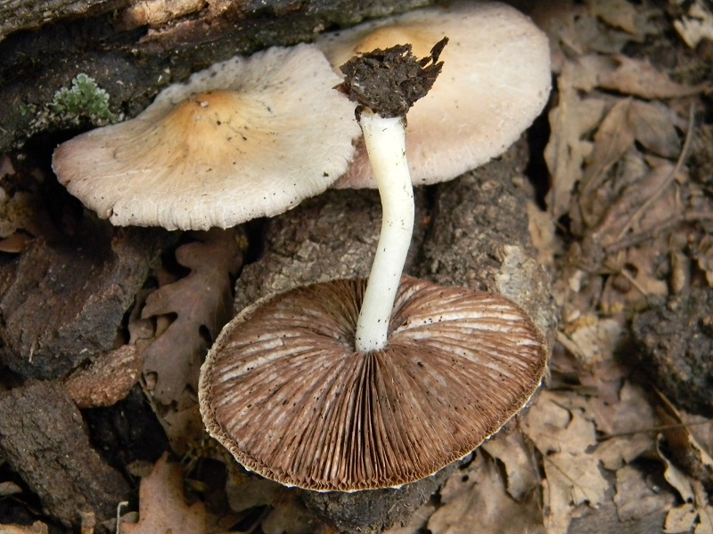 7)Vecchio ritrov.maggio 2013 sotto Quercia