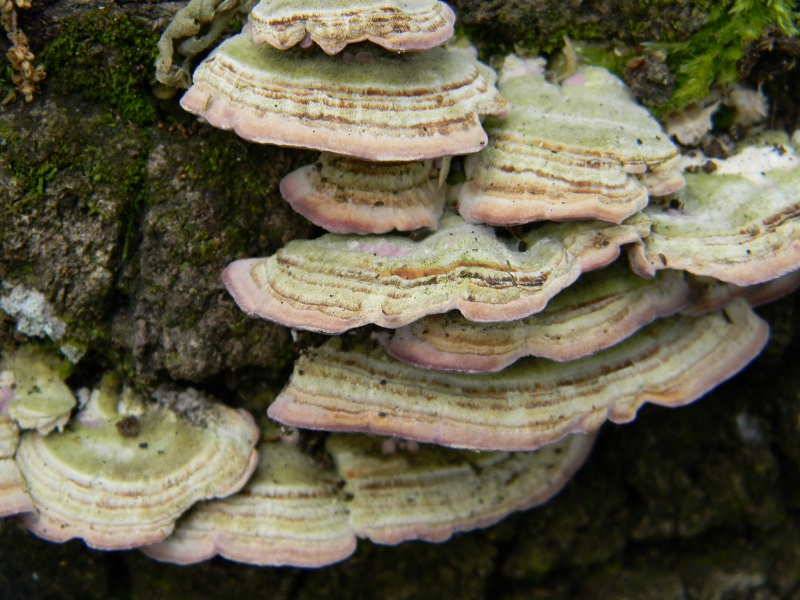 8)Vecfchio ritrov. maggio 2013 sotto Quercia