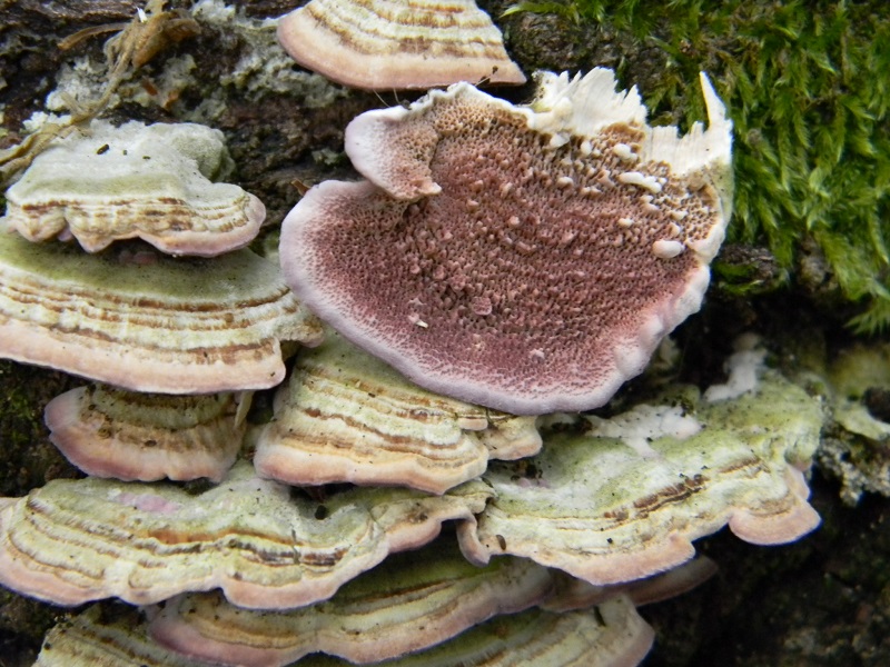 8)Vecfchio ritrov. maggio 2013 sotto Quercia