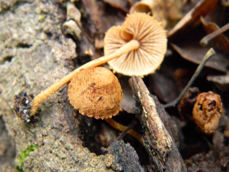 9)Vecchio ritrov. maggio 2013 sotto Quercia