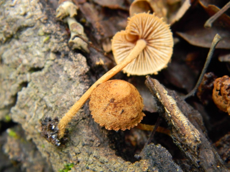 9)Vecchio ritrov. maggio 2013 sotto Quercia