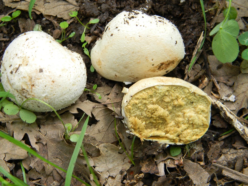 12)Vecchio ritrov.maggio 2013 sotto Quercia.
