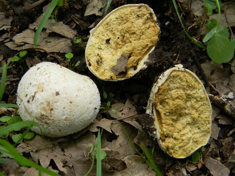12)Vecchio ritrov.maggio 2013 sotto Quercia.