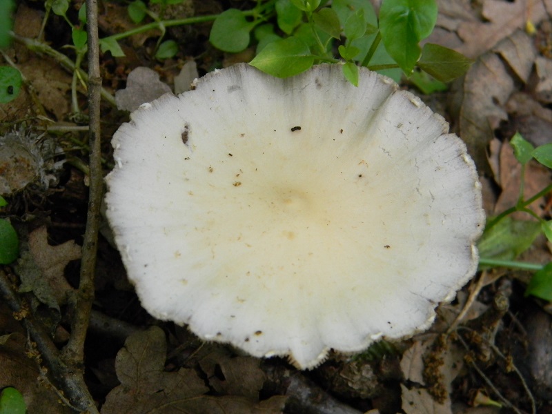 13)Vecchio ritrov. maggio 2013.sotto Quercia