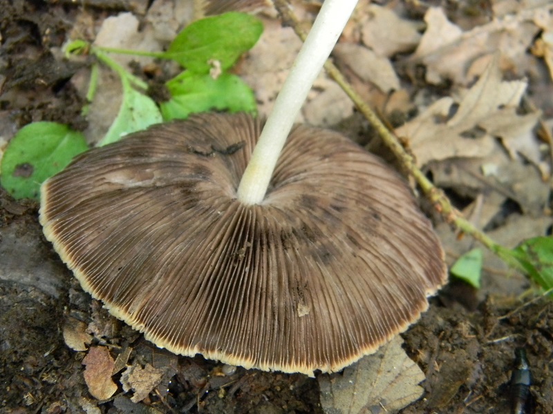 13)Vecchio ritrov. maggio 2013.sotto Quercia