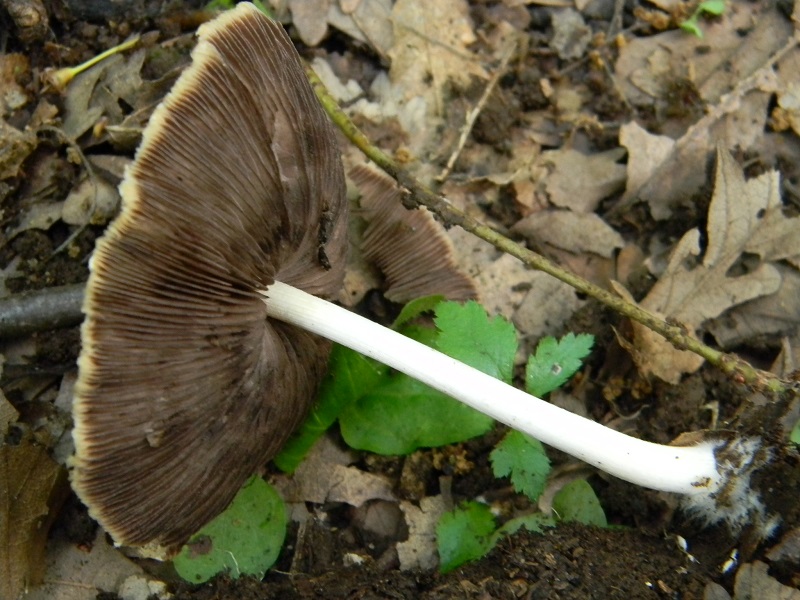 13)Vecchio ritrov. maggio 2013.sotto Quercia