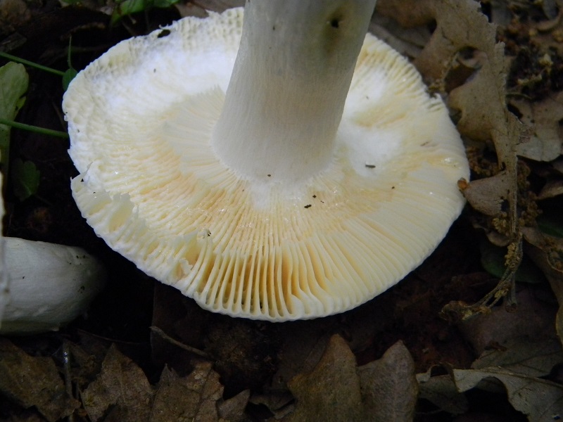 14)Vecchio ritrov.maggio 2013. sotto Quercia