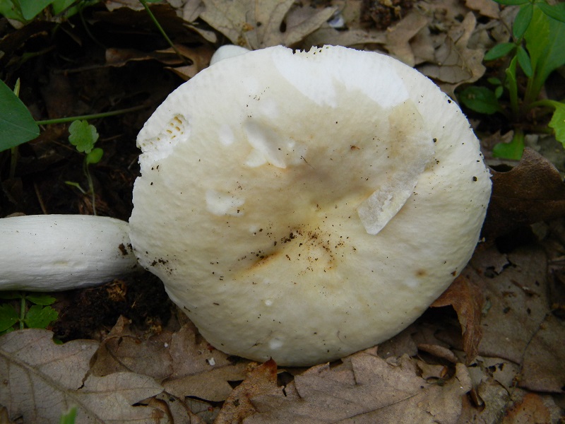 14)Vecchio ritrov.maggio 2013. sotto Quercia