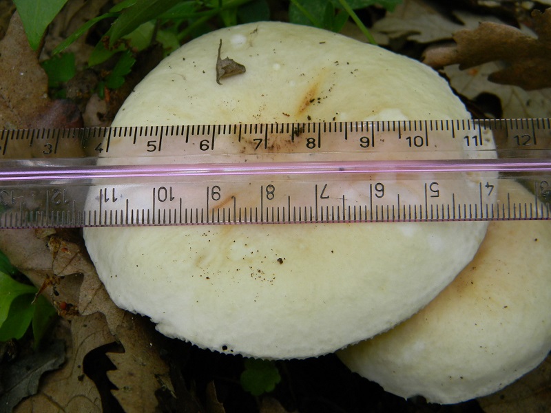 14)Vecchio ritrov.maggio 2013. sotto Quercia