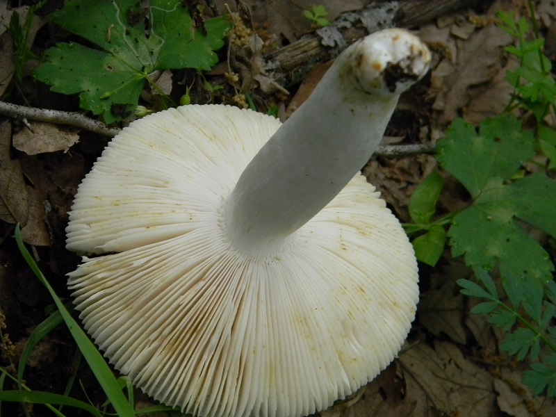 15)Vecchio ritrov.  maggio 2013.sotto Quercia