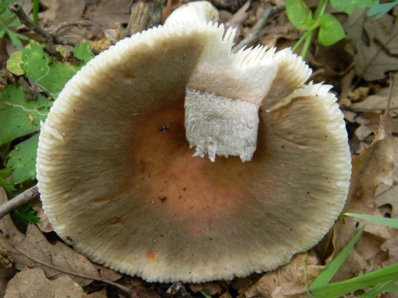 15)Vecchio ritrov.  maggio 2013.sotto Quercia