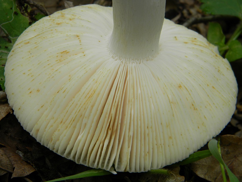 15)Vecchio ritrov.  maggio 2013.sotto Quercia