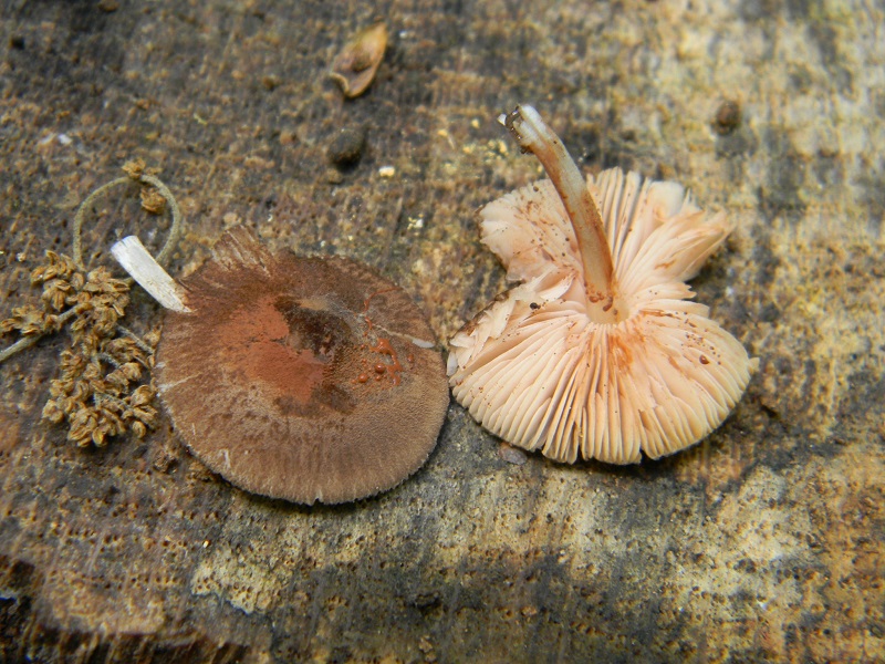 18)Vecchio ritrov.maggio 2013 sotto Quercia