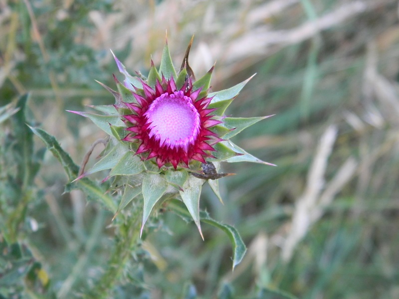 Carduus nutans subsp. nutans