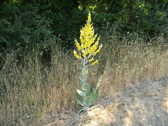 Verbascum pulverulentum / Verbasco a candelabro