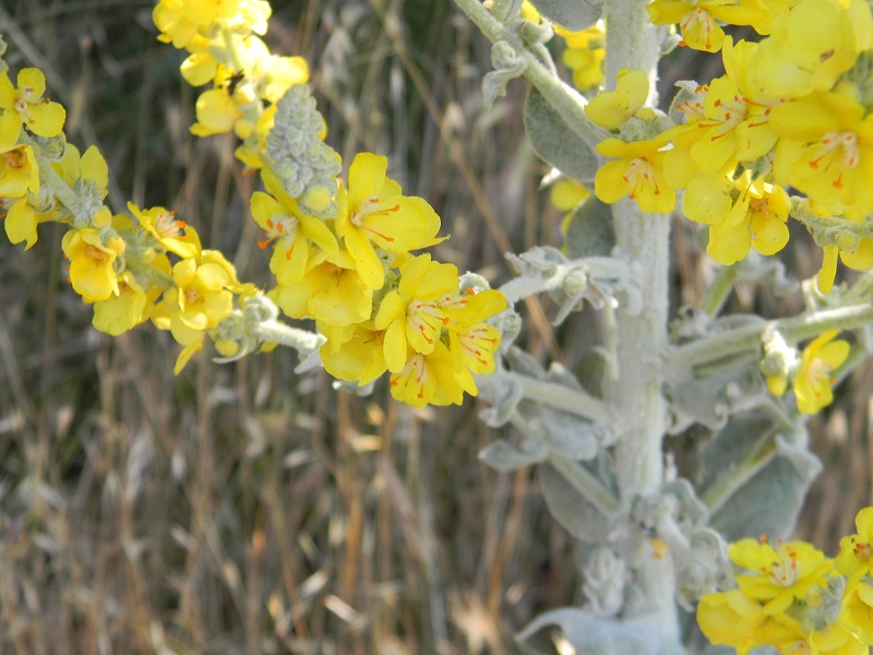 Verbascum pulverulentum / Verbasco a candelabro