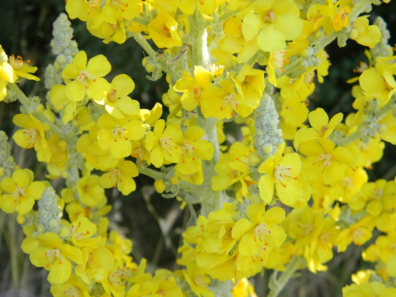 Verbascum pulverulentum / Verbasco a candelabro