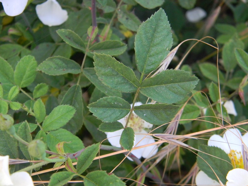 Rosa arvensis / Rosa cavallina