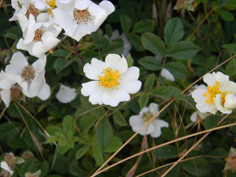 Rosa arvensis / Rosa cavallina