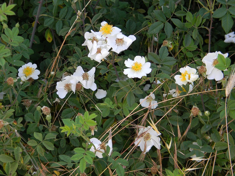 Rosa arvensis / Rosa cavallina