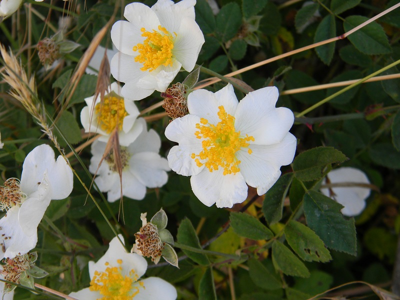 Rosa arvensis / Rosa cavallina