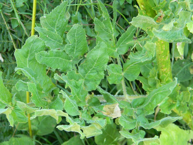 Opopanax chironium (Apiaceae)