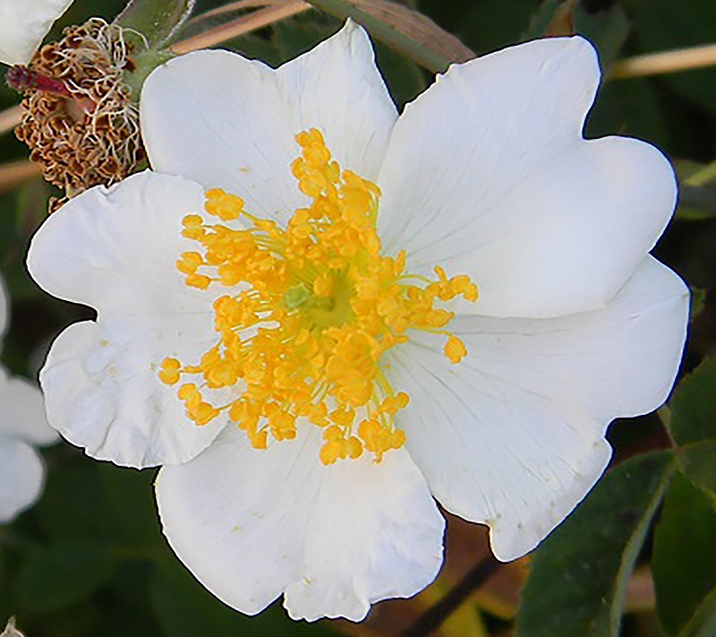 Rosa arvensis / Rosa cavallina