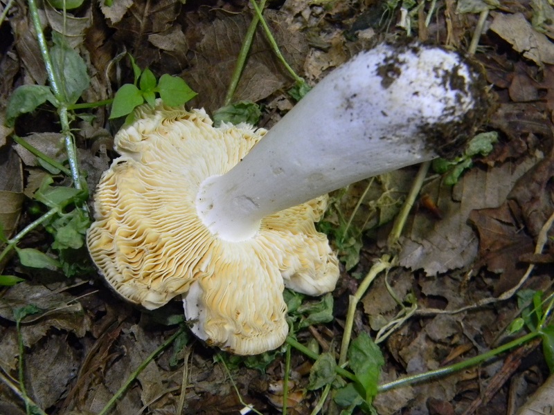1)Fotogr.il 3.06.2017.sotto Carpino  Cerro e Nocciolo