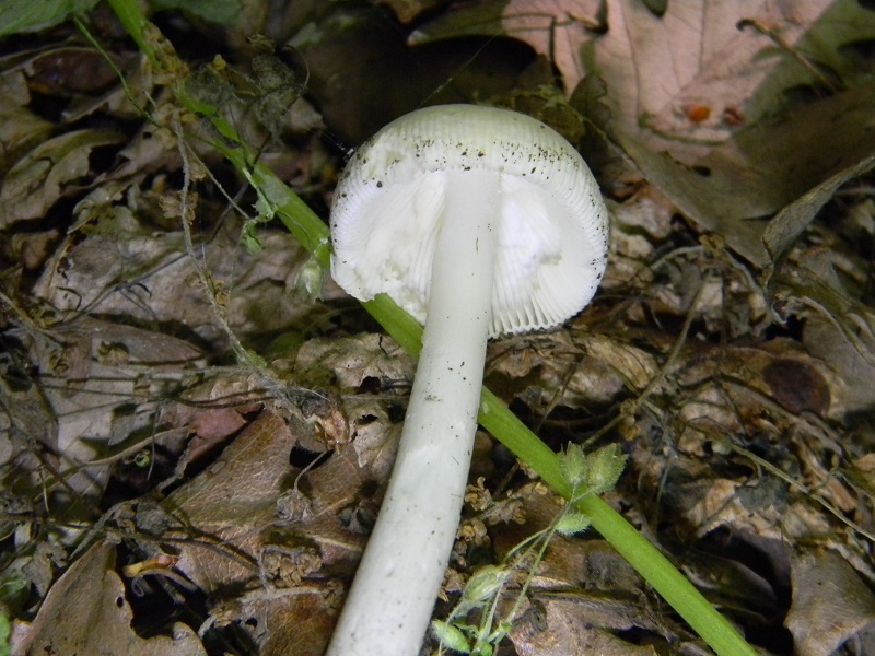 7)Fotogr.il 3.06.2017.sotto Castagno Carpino e Nocciolo ultimo del 3.06