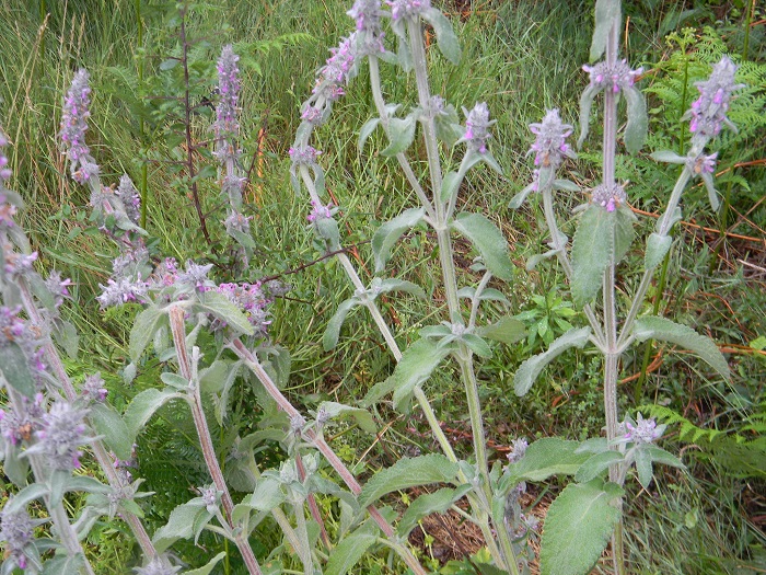 Da determinare - Stachys cfr. germanica