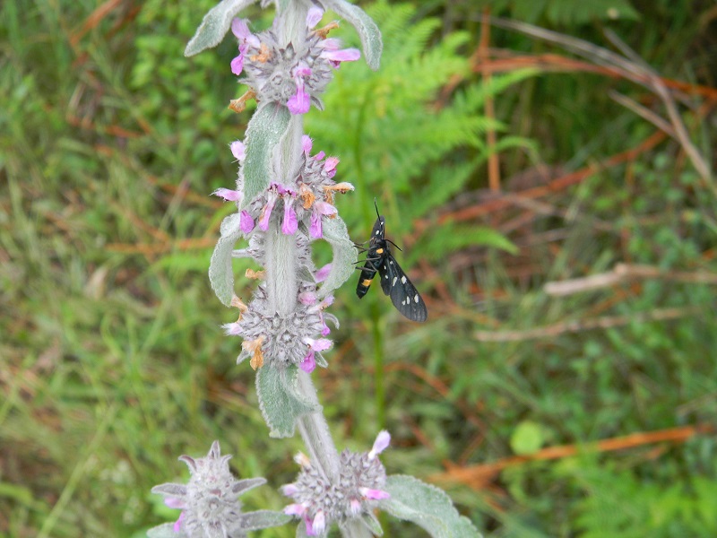 Da determinare - Stachys cfr. germanica