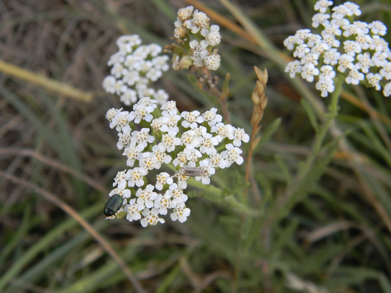 Achillea sp.