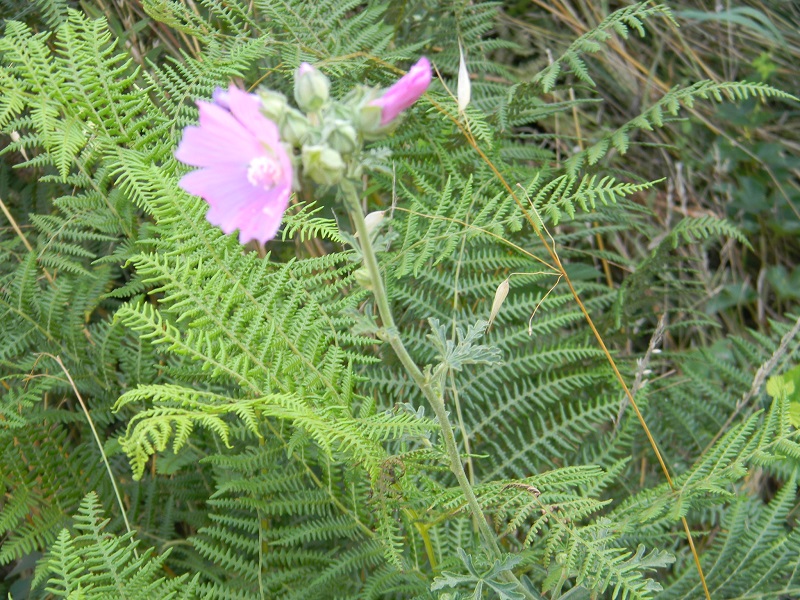 Malva alcea