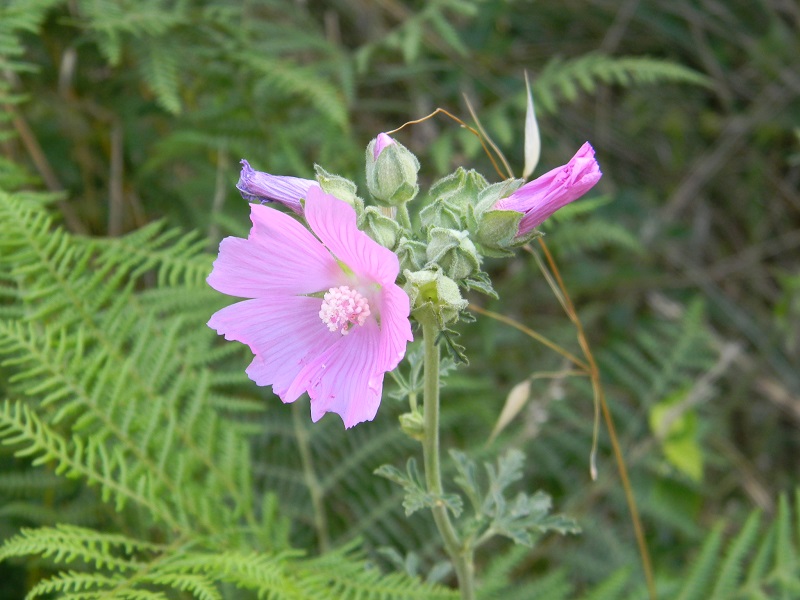 Malva alcea