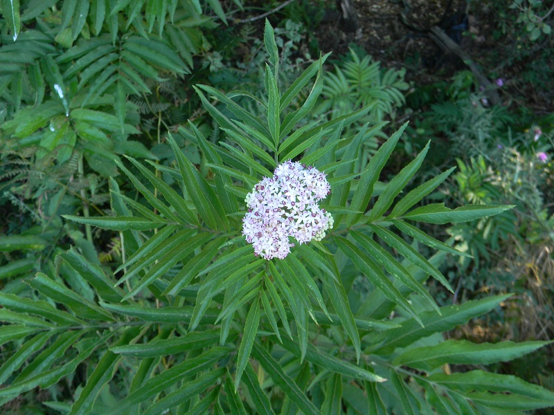 Sambucus ebulus