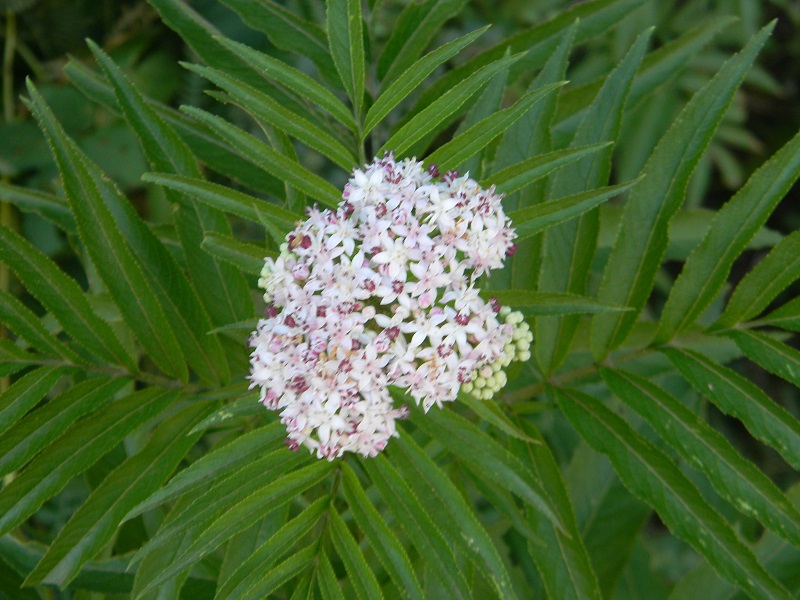 Sambucus ebulus