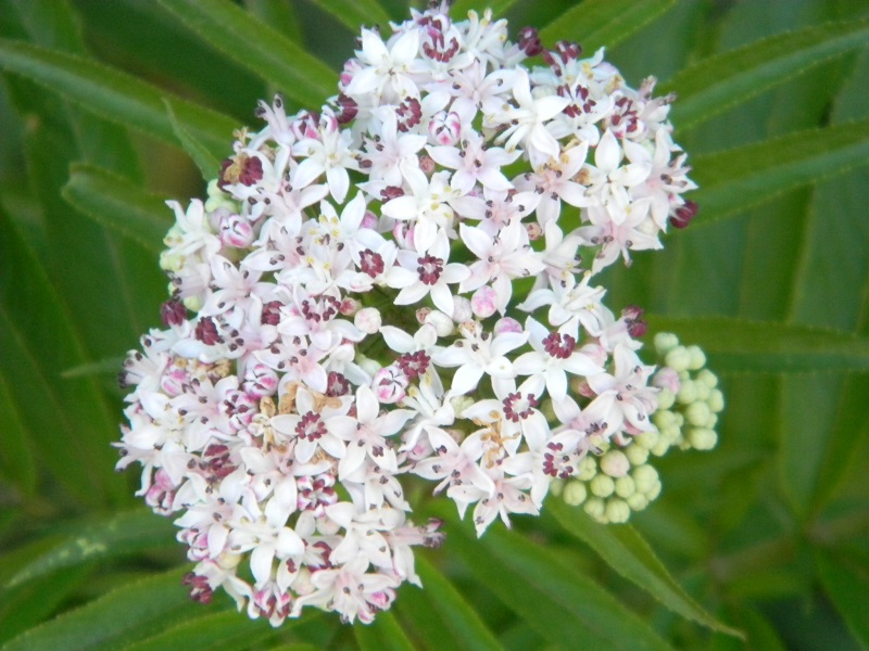 Sambucus ebulus