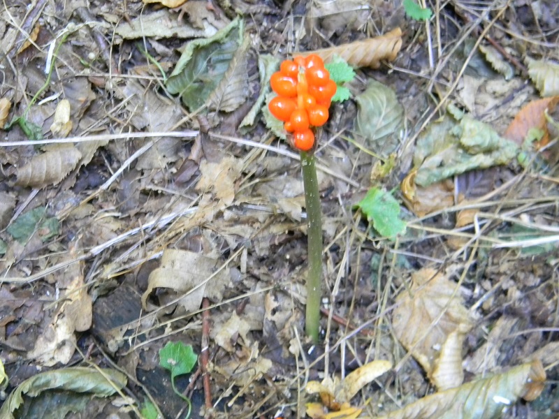 Arum sp.