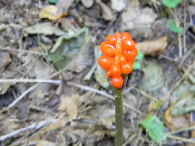 Arum sp.