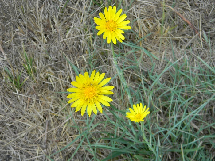 Tragopogon sp.