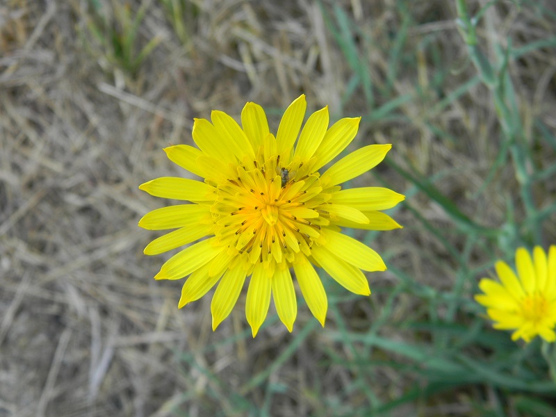 Tragopogon sp.