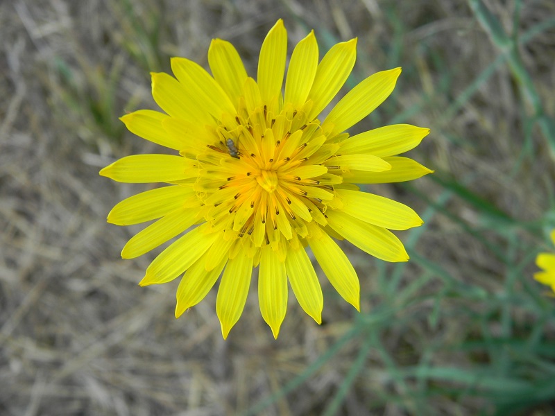 Tragopogon sp.