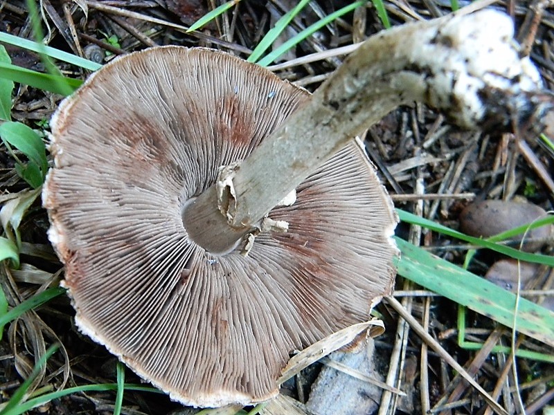 3)FFotogr.il 15.12.2018.sotto pineta marina co Leccio