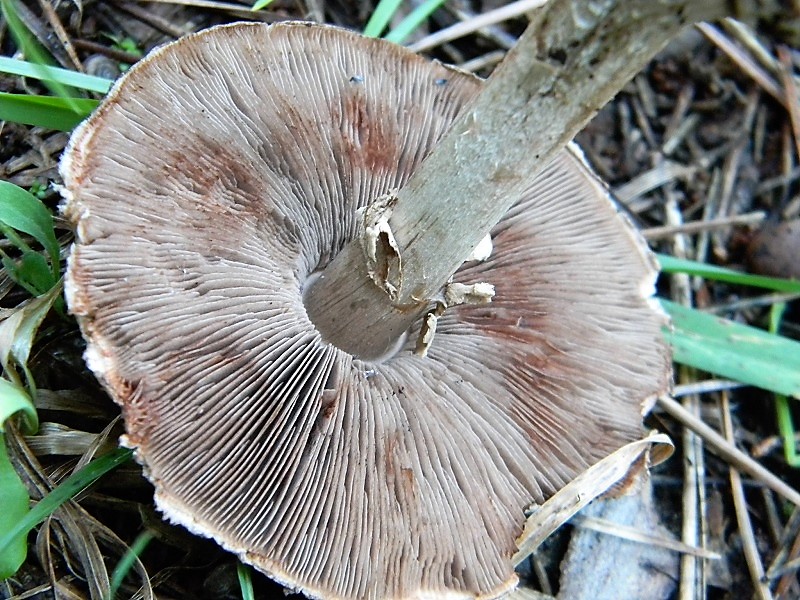 3)FFotogr.il 15.12.2018.sotto pineta marina co Leccio