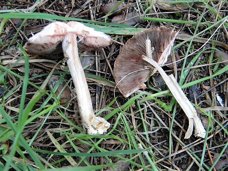 3)FFotogr.il 15.12.2018.sotto pineta marina co Leccio