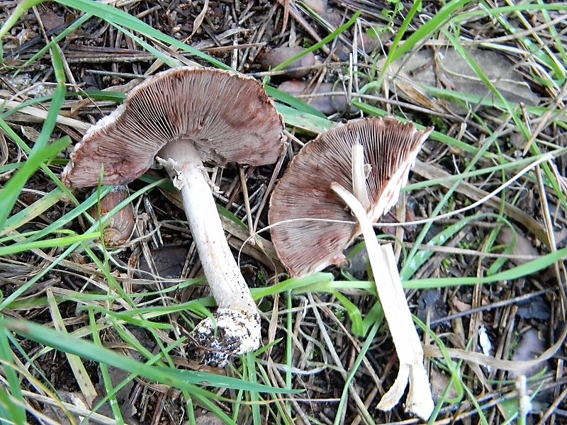 3)FFotogr.il 15.12.2018.sotto pineta marina co Leccio