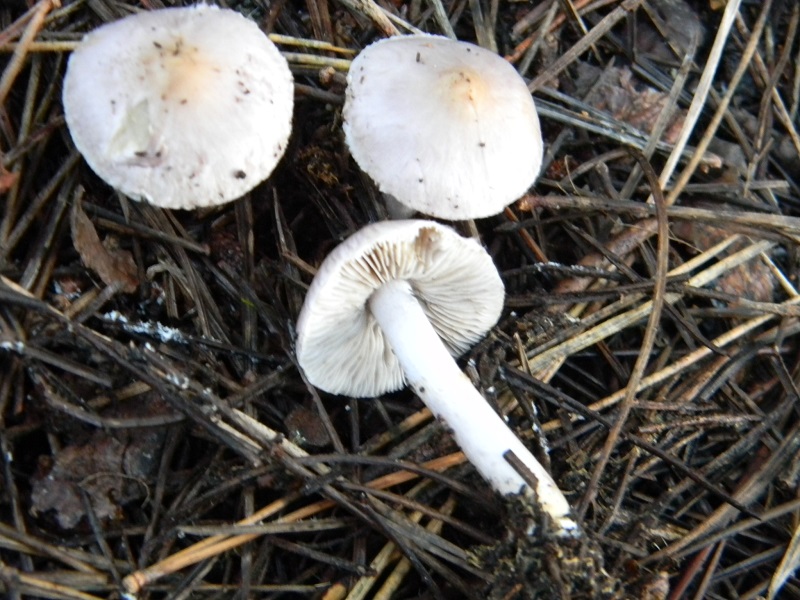 9)Fotogr.il 15.12.2018.sotto pineta marina con Leccio